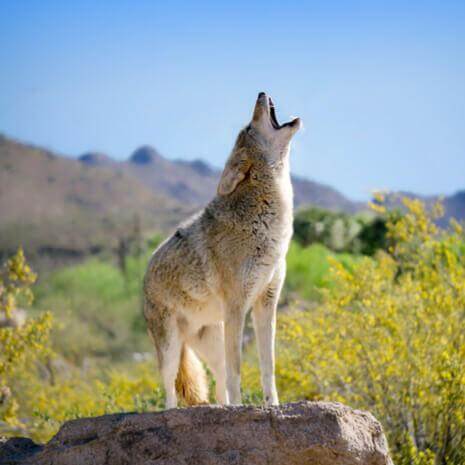 Dynamic Coyote Power Animal Connections Maintenance Attunement