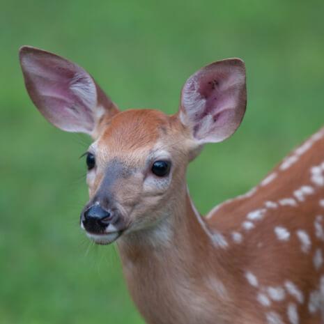 Dynamic Deer Power Animal Connections Maintenance Attunement