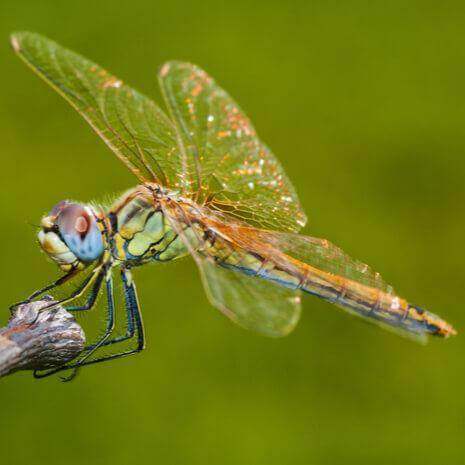 Dynamic Dragonfly Power Animal Connections Maintenance Attunement