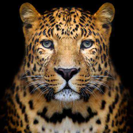 Dynamic Leopard Power Animal Connections Maintenance Attunement