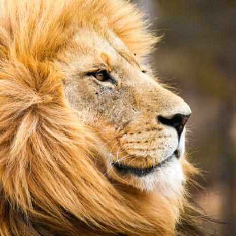 Dynamic Lion Power Animal Connections Maintenance Attunement