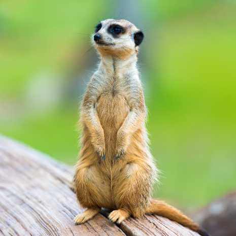 Dynamic Meerkat Power Animal Connections Maintenance Attunement