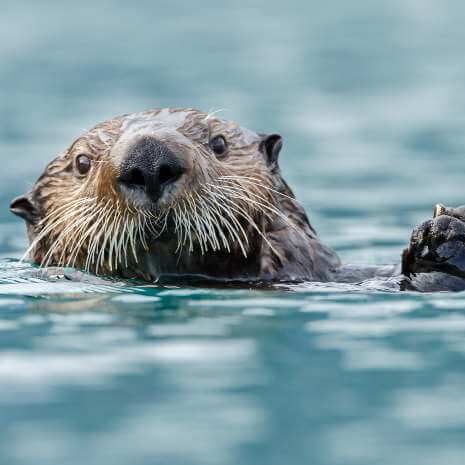 Dynamic Otter Power Animal Connections Maintenance Attunement
