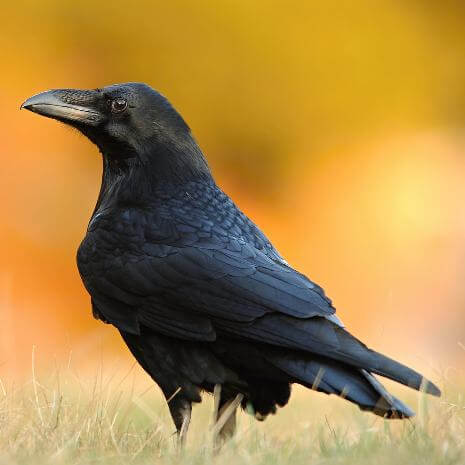 Dynamic Raven Power Animal Connections Maintenance Attunement