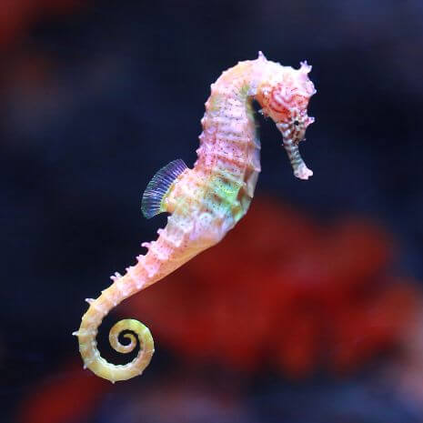 Dynamic Seahorse Power Animal Connections Maintenance Attunement