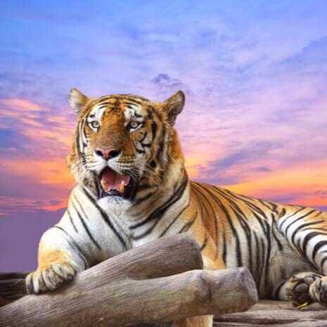 Dynamic Tiger Power Animal Connections Maintenance Attunement