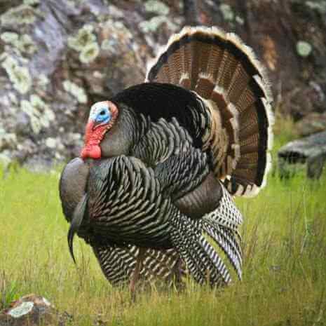 Dynamic Turkey Power Animal Connections Maintenance Attunement