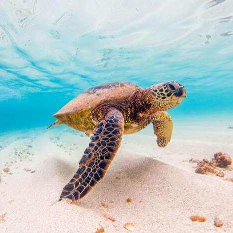 Dynamic Turtle Power Animal Connections Maintenance Attunement