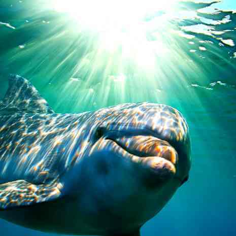 Green Dolphin Protection Dynamic Empowerment attunement
