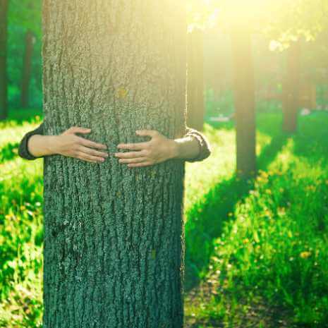 Plant Attunements