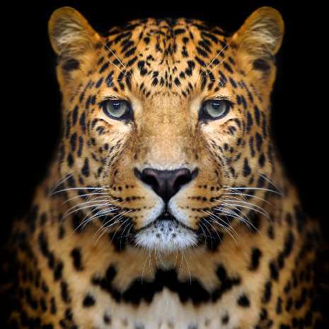 Power Animal Attunements