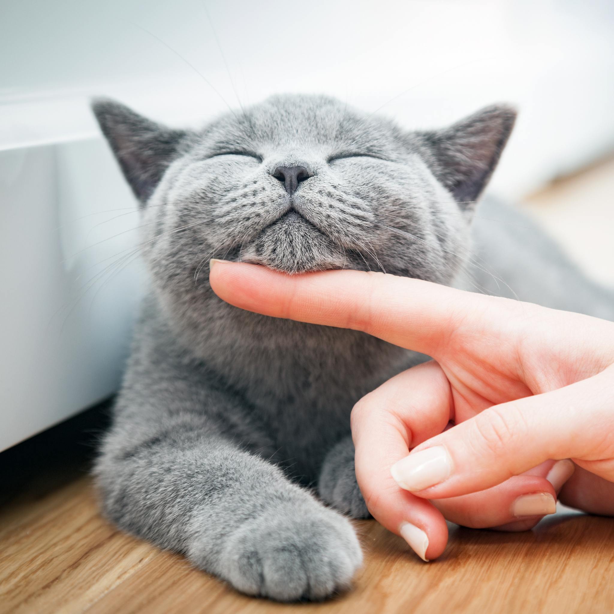A close-up photograph of a small, grey British Shorthair kitten or cat with its eyes closed and a contented expression, resting its chin on a human finger. This gentle interaction between human and animal represents the animal healer path alignment dedication.