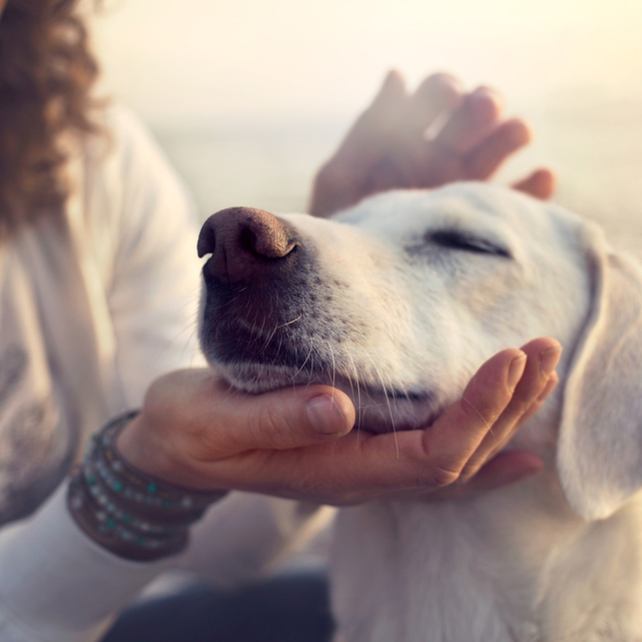 A soft-focus, close-up image of a white dog, eyes closed in contentment, being gently held and stroked on the head by a person's hands in warm, golden sunlight, symbolising animal healing.