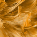 Close-up of orange feathers representing Archangel Gabriel.