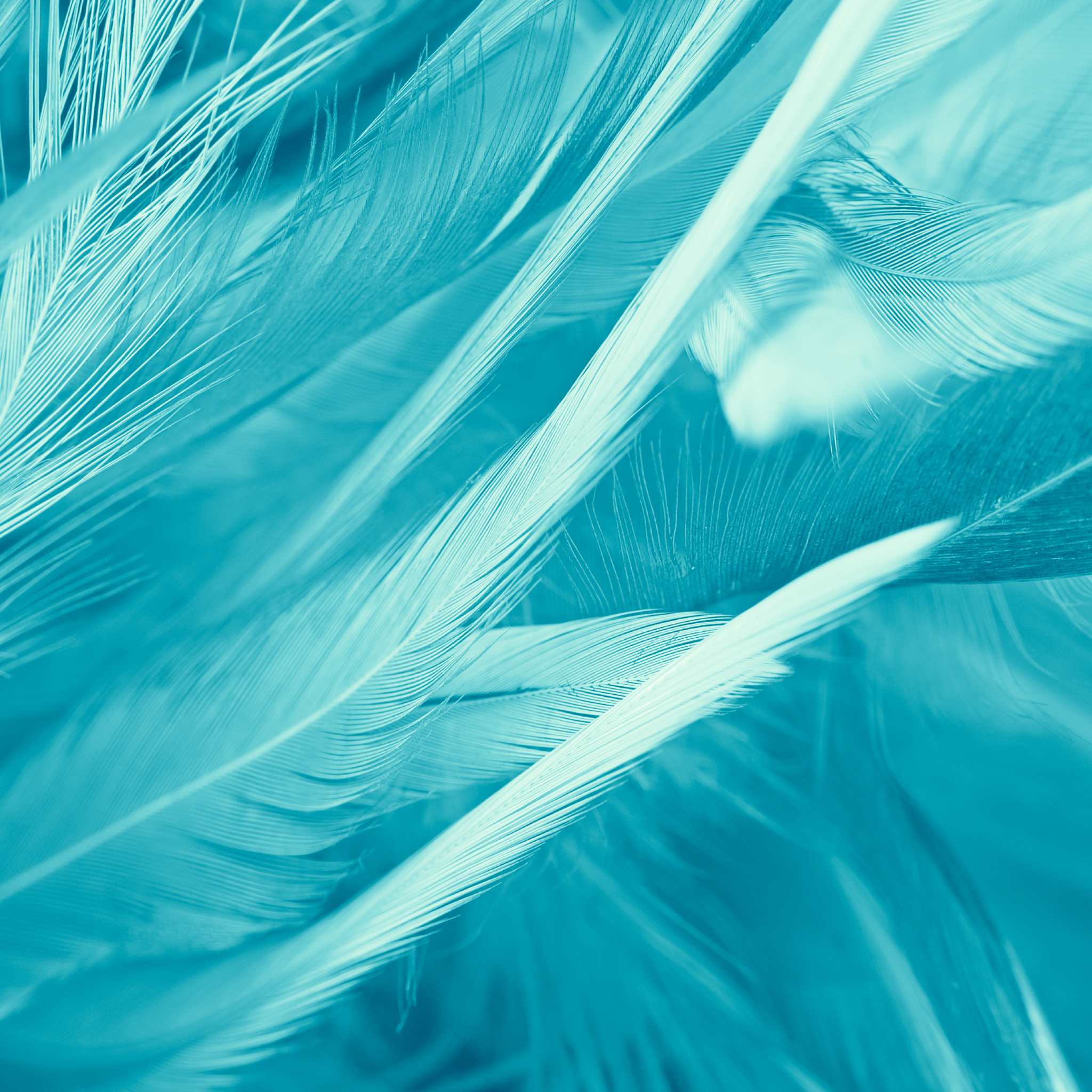 Close-up texture of turquoise-blue feathers, suggesting an Archangel Haniel connection.