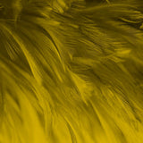 Layers of feathers in a deep, rich ochre or mustard-yellow colour associated with the Archangel Muriel.