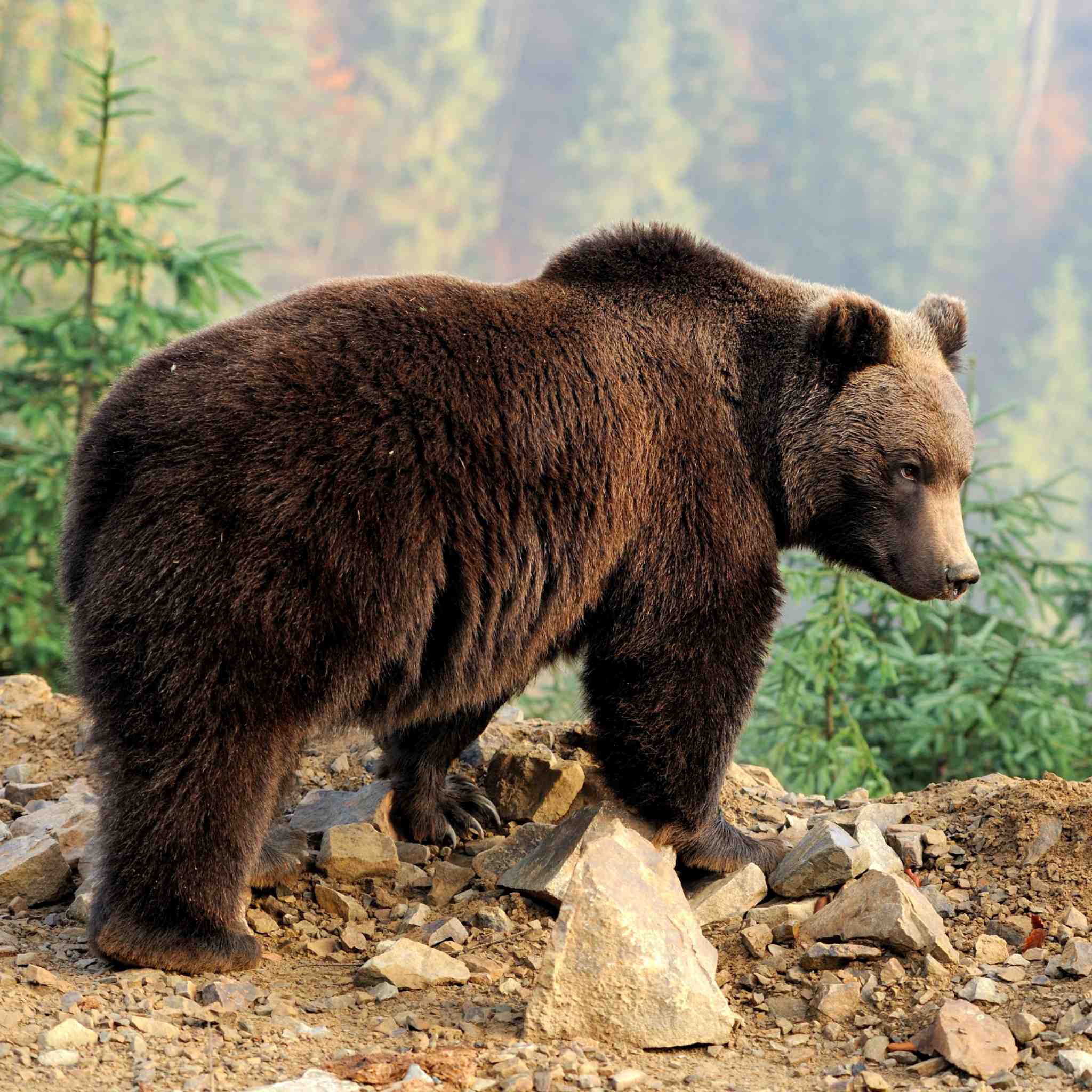 A large brown bear stands on a rocky, uneven slope in a forest, looking off to the right. The bear's thick, dark fur and powerful stance represent the focus on bear power animal connections. The background is a soft blur of evergreens and misty forest.