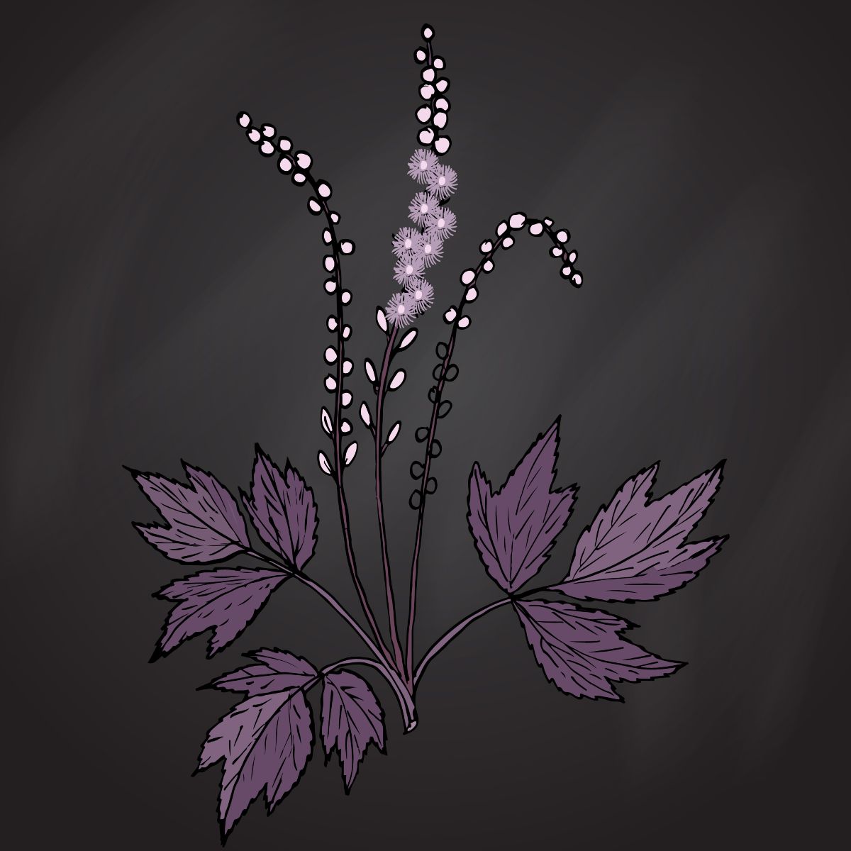 Drawing of a Black Cohosh plant, with leaves and flowers against a dark grey and black background.