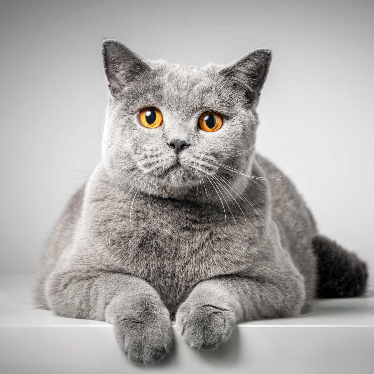 Grey cat with orange eyes on a light grey background.