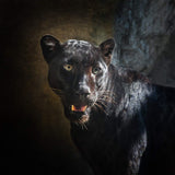 Black panther in a dark setting representing black panther power animal connections.
