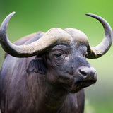Close-up of a buffalo with large curved horns symbolising the buffalo power animal.
