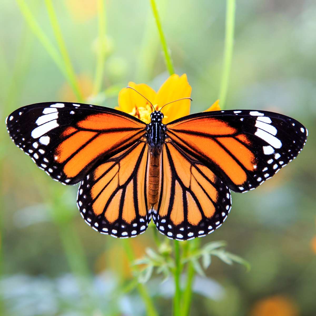 An orange and black monarch butterfly resting on a yellow flower against a soft green background.