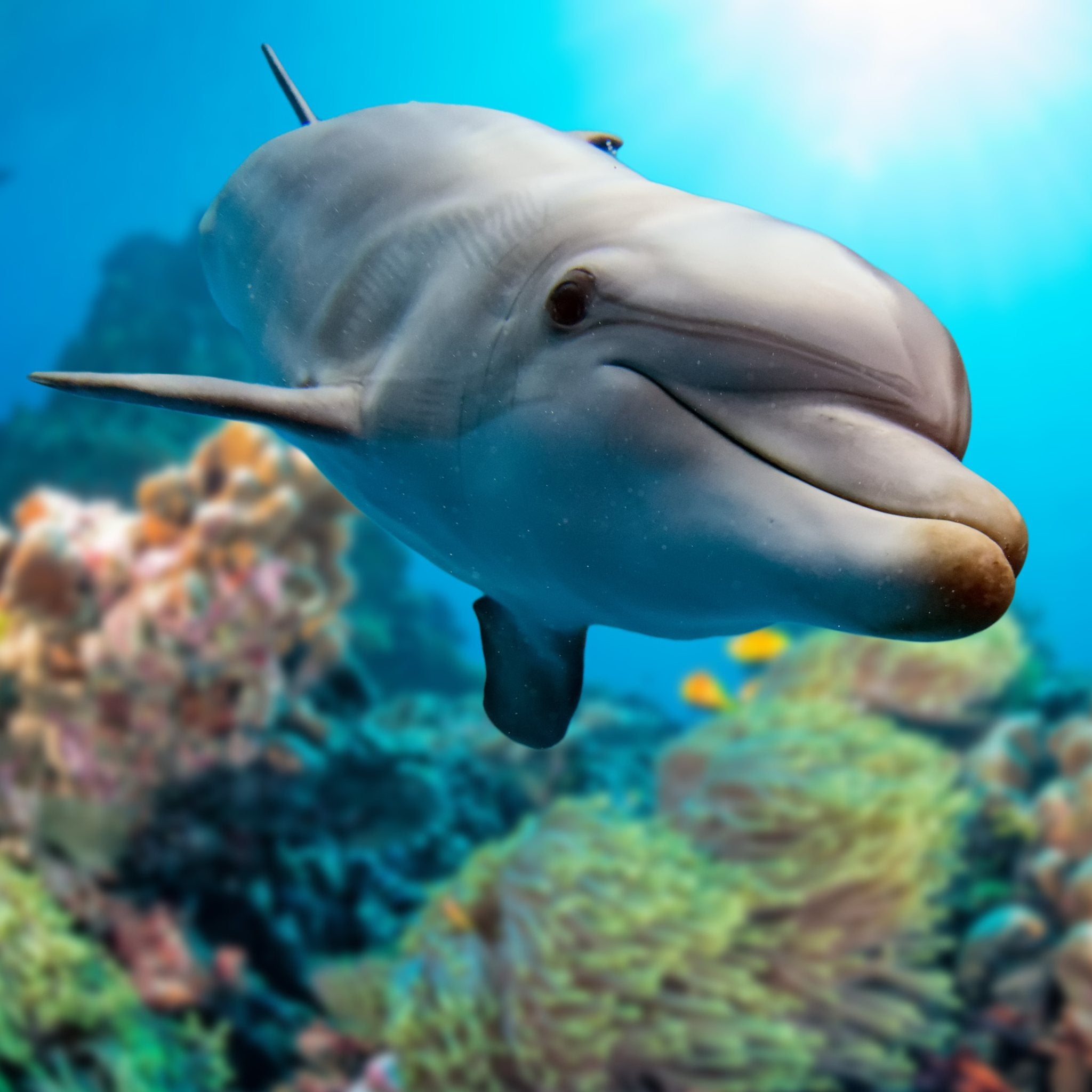 A close-up underwater shot of a smiling dolphin swimming directly towards the camera, with a vibrant coral reef, anemones, and blue ocean in the background. This cheerful image represents dolphin power animal connections.