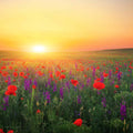 A vibrant, expansive meadow filled with red poppies and purple wildflower stalks, glowing under a bright, golden-orange sunrise or sunset sky.