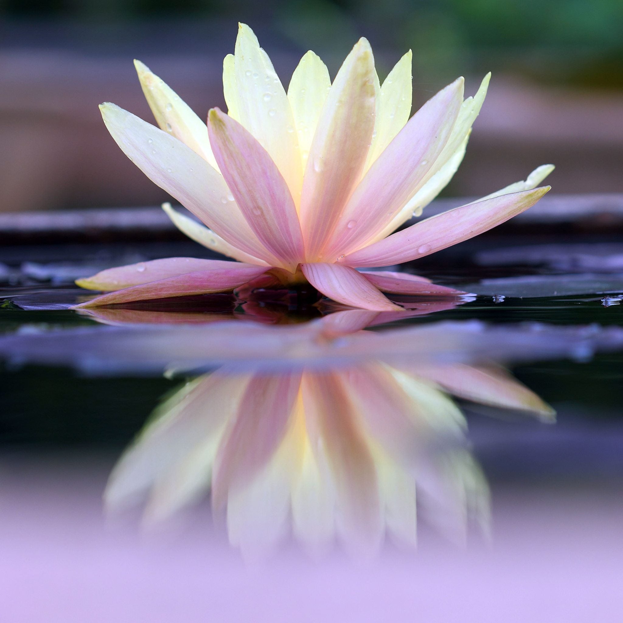 A beautiful yellow and pink lotus flower floating on water with a clear reflection, representing the peace and light of Gayatri Mantra connections.