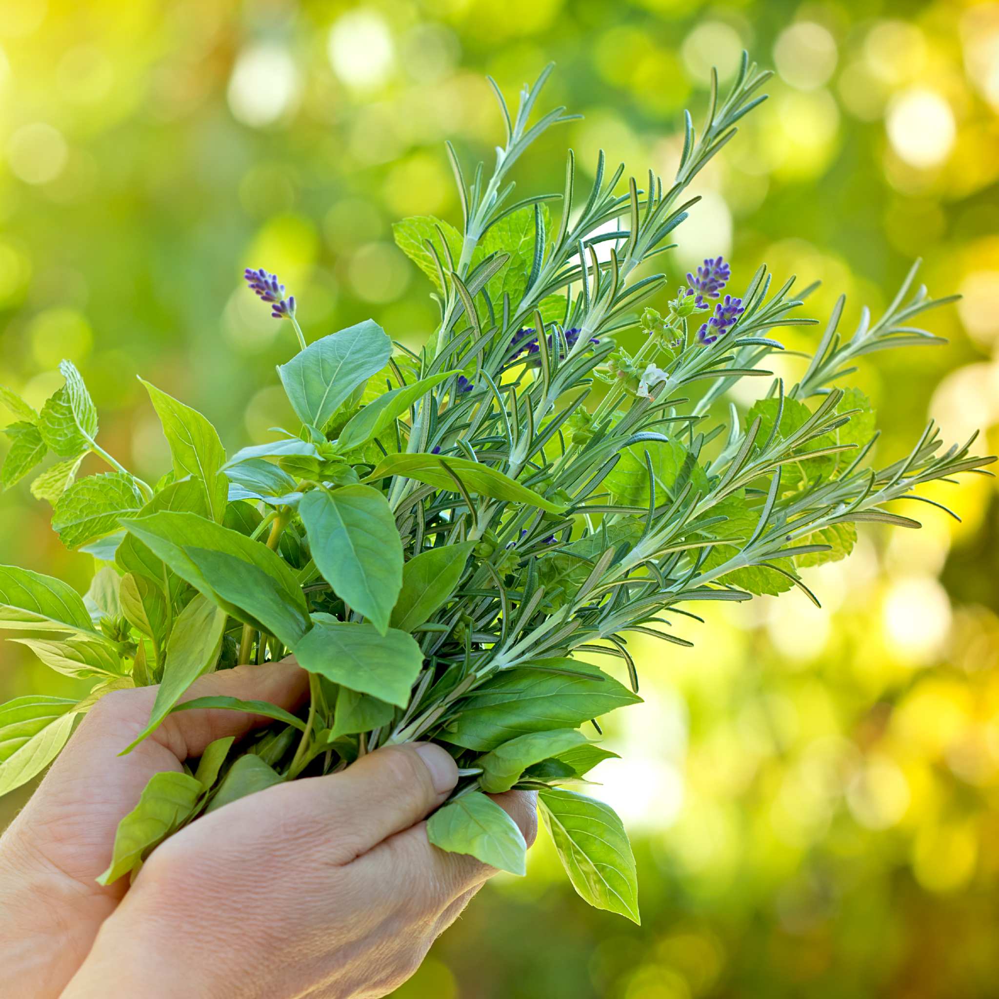 A close-up of a pair of hands holding a fresh bouquet of green herbs, including basil and sprigs of rosemary with tiny purple lavender flowers, set against a blurred, bright green and golden bokeh background.