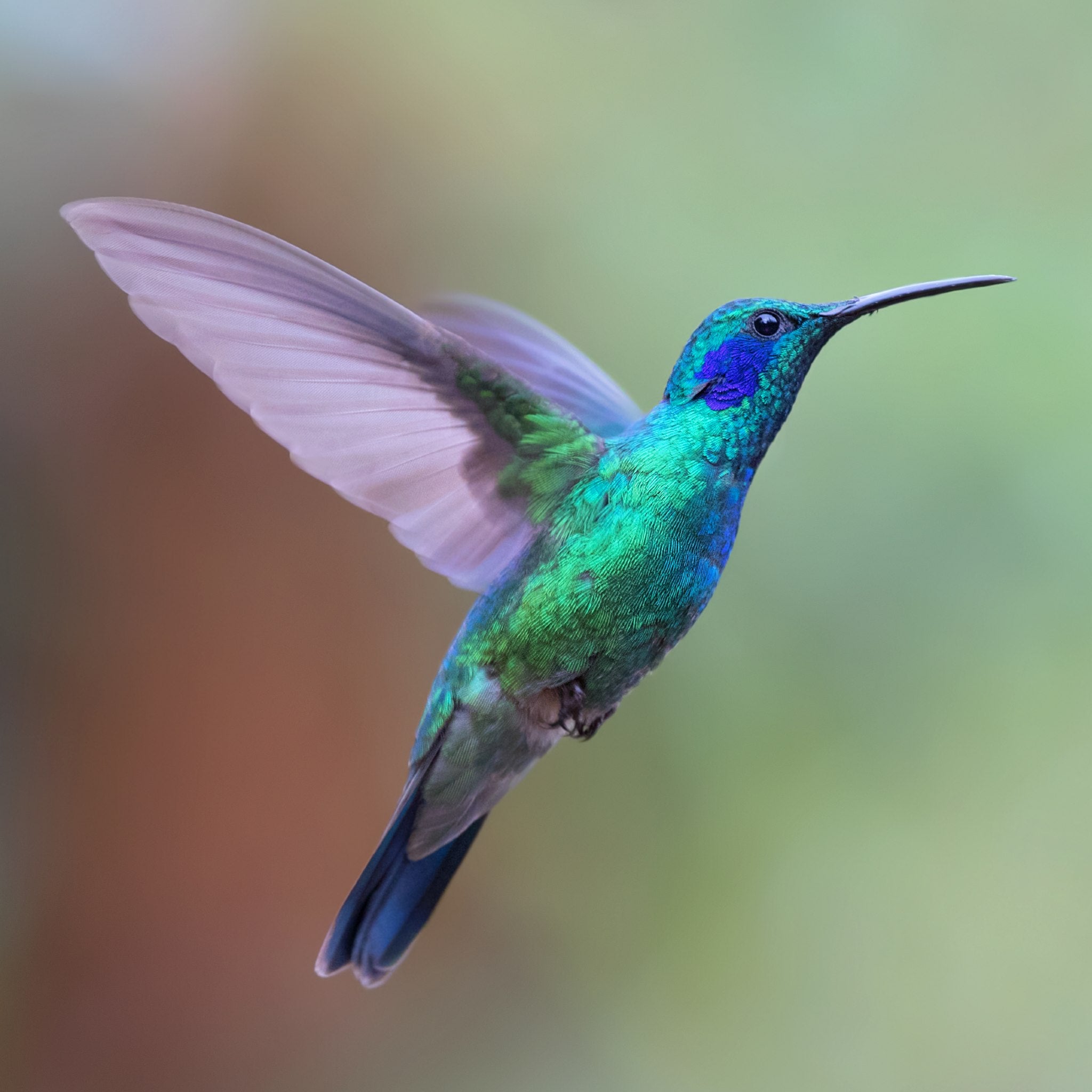 A vibrant green and blue hummingbird in flight, wings blurred by rapid motion, representing hummingbird power animal connections.
