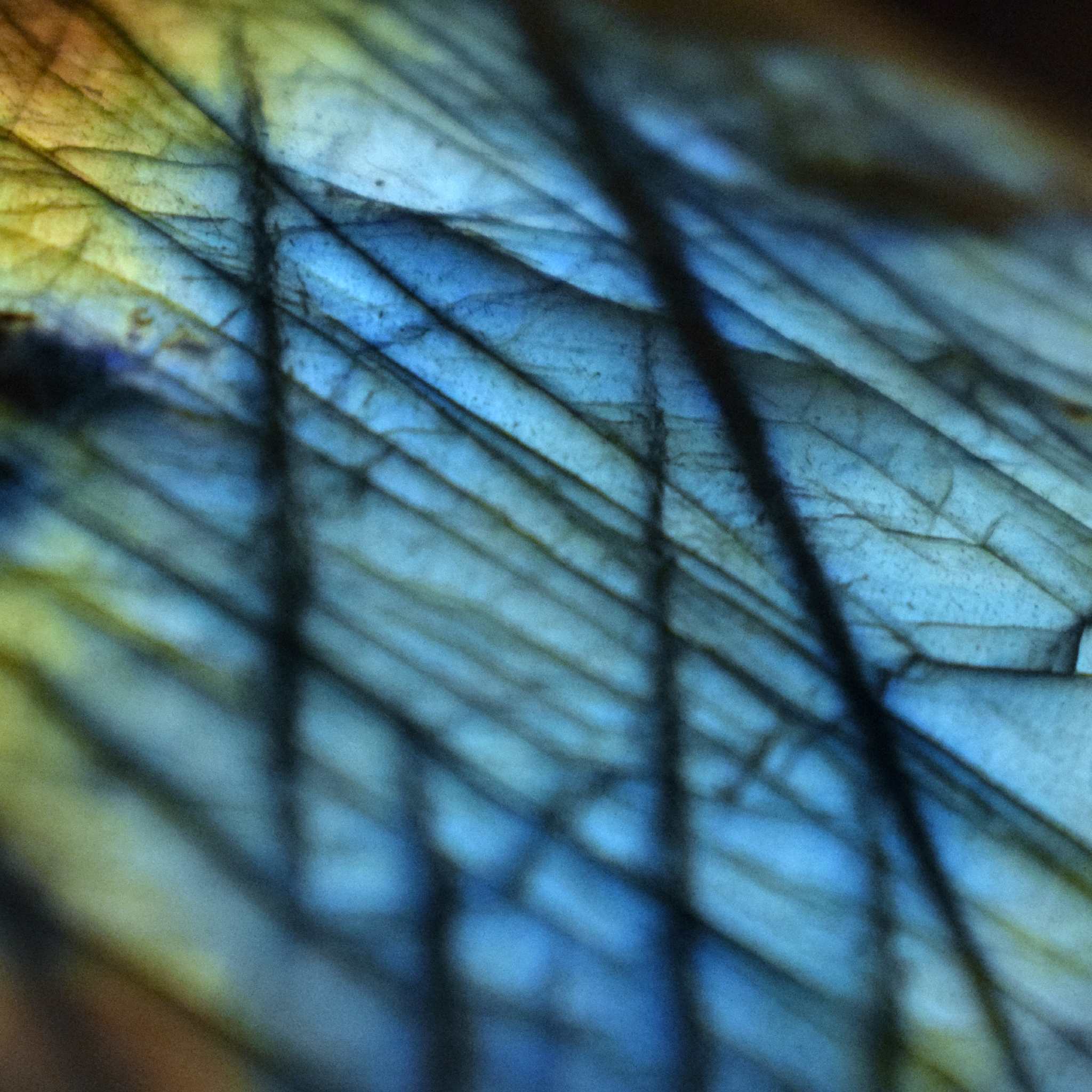 Close-up of a labradorite crystal with an intricate butterfly wing pattern and blue colours.