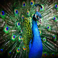 A beautiful, vibrant peacock displaying its iridescent blue and green tail feathers in a full, dramatic fan, representing peacock power animal connections.
