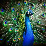 A beautiful, vibrant peacock displaying its iridescent blue and green tail feathers in a full, dramatic fan, representing peacock power animal connections.