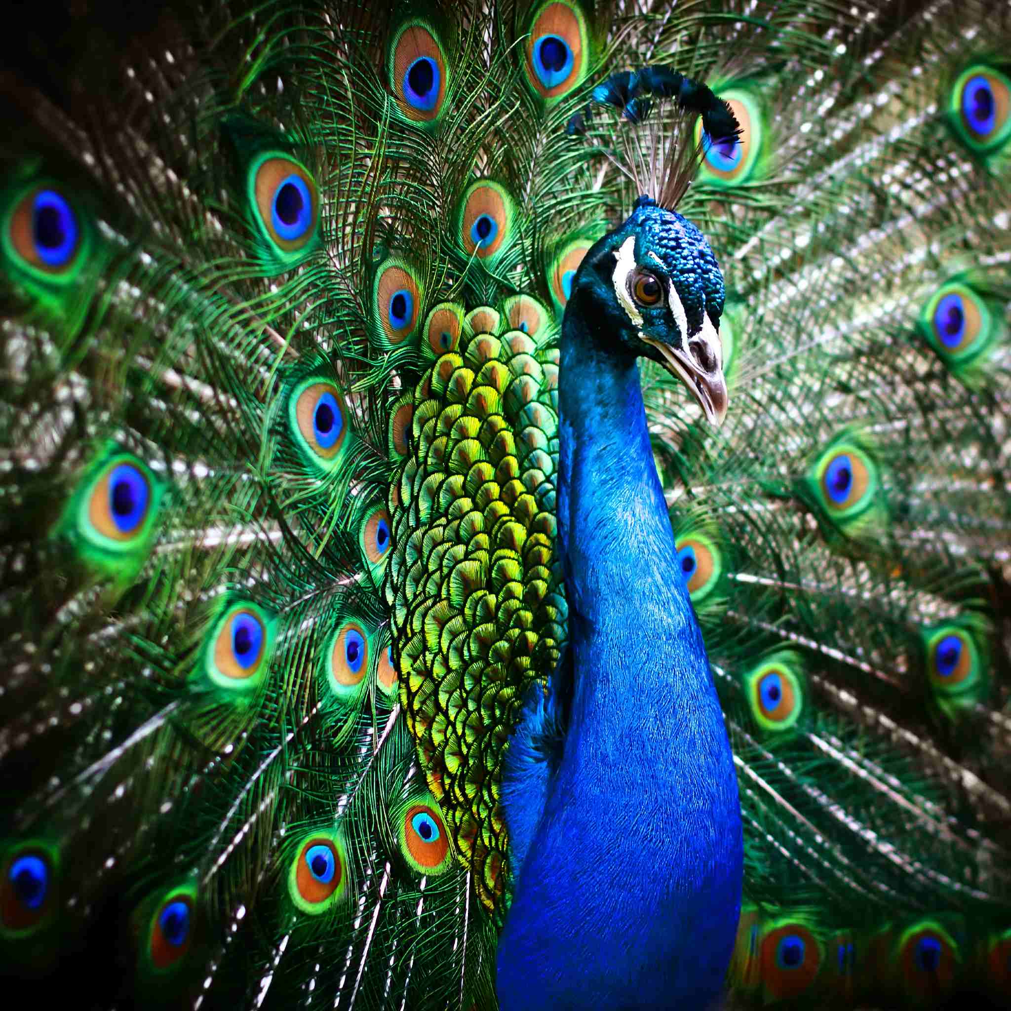 A beautiful, vibrant peacock displaying its iridescent blue and green tail feathers in a full, dramatic fan, representing peacock power animal connections.