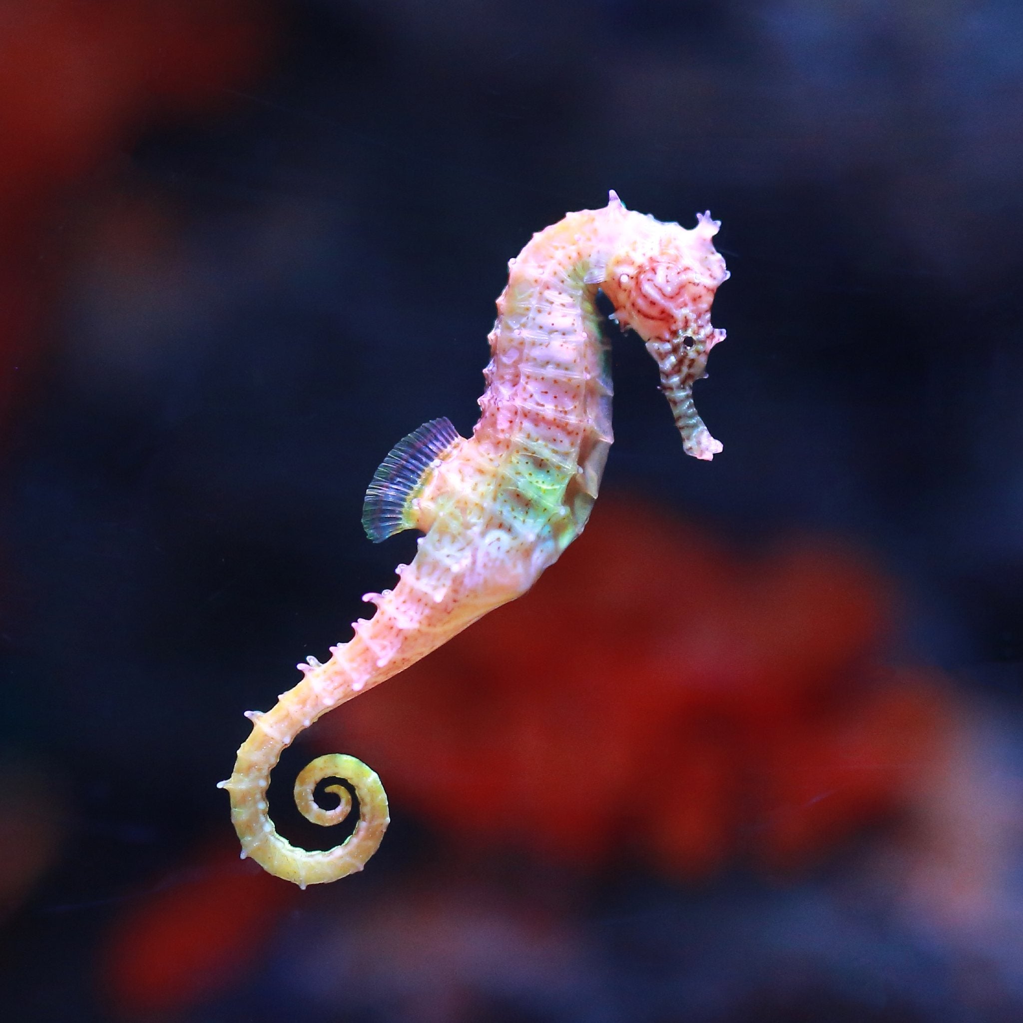 A beautiful, pale pink and yellow seahorse swimming in dark water, tail curled, representing seahorse power animal connections.