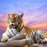 A majestic tiger resting on a log with its mouth slightly open against a vibrant purple and orange sunset sky.