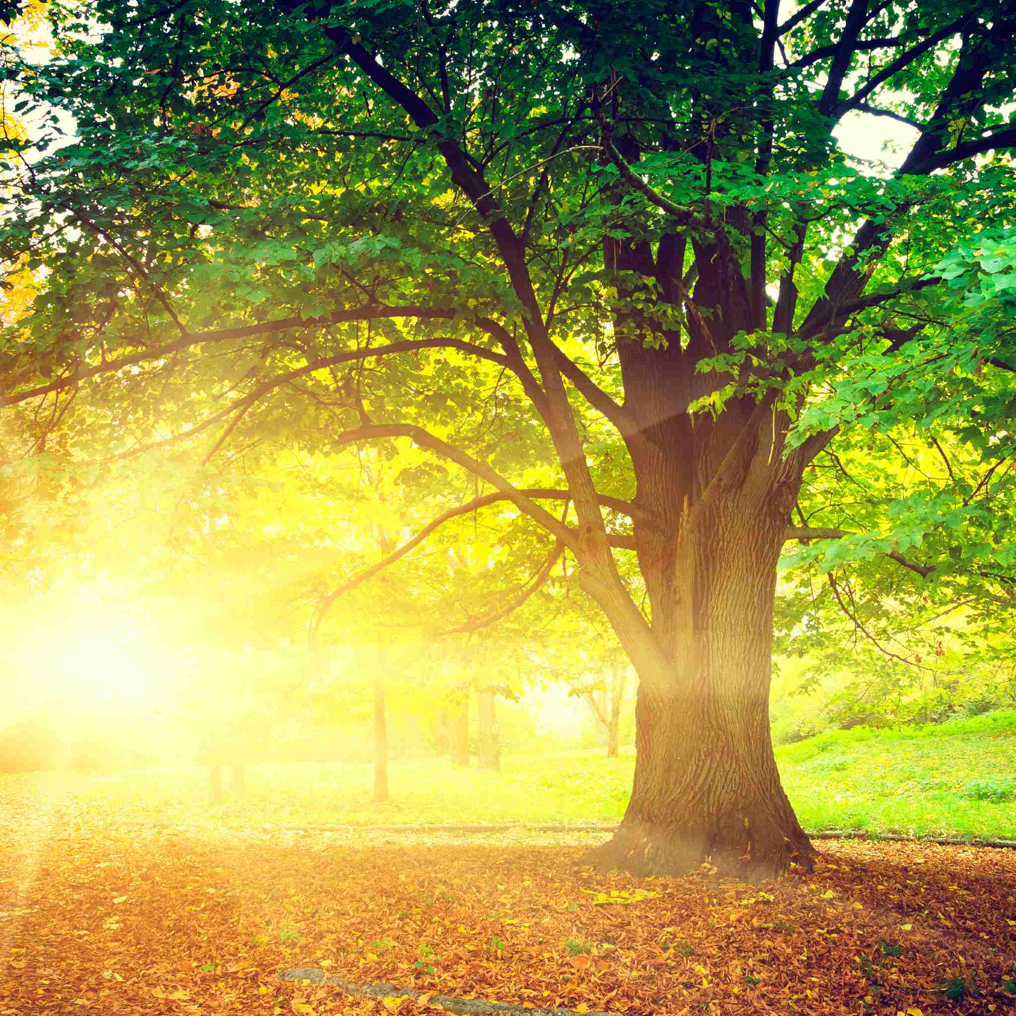 A large, majestic tree with a thick trunk and lush green foliage stands in a park, dramatically backlit by bright, golden sunlight shining through the leaves. The ground is covered in autumn leaves, visually representing nature's vitality.