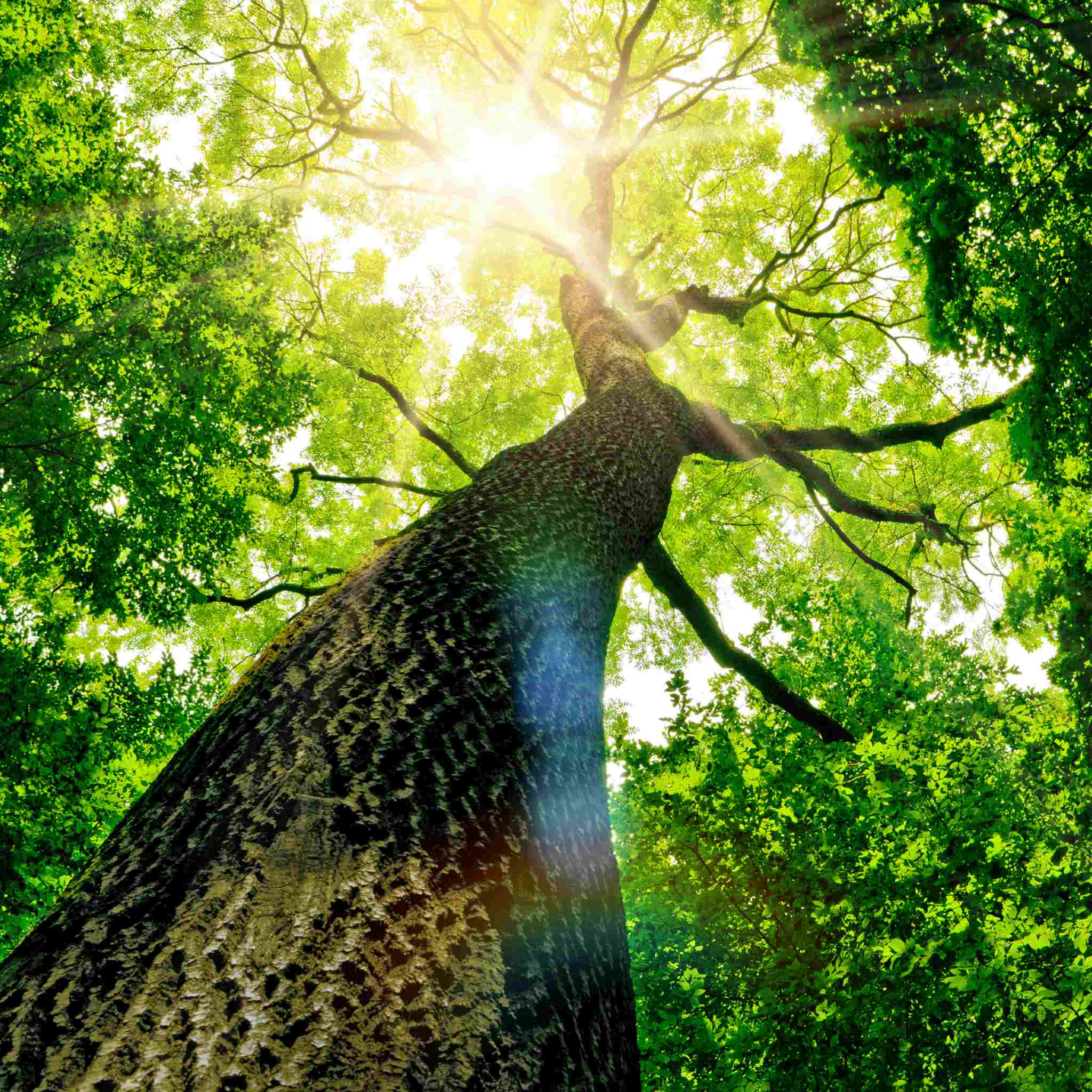 A low-angle, wide-angle photograph looking up a massive, textured tree trunk towards its canopy of brilliant green leaves, with bright sun rays streaming through the foliage and creating a lens flare. This natural scene represents the healing energy of flowers, herbs and plants. 