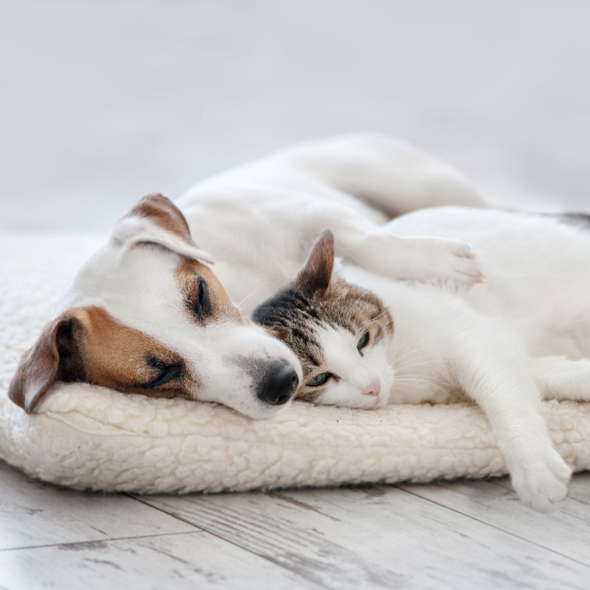 Pet Energy Healing Treatment: a peaceful Jack Russell dog and a tabby cat lying together on a soft cushion.