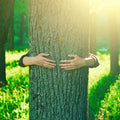 Person hugging a tree in a sunlit forest symbolising plant healing energies.