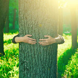 Person hugging a tree in a sunlit forest symbolising plant healing energies.
