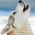 Close-up of a white and grey wolf with striking blue eyes, head tilted back in a howl. This image relates to wolf power animal connections. The background is bright white and pale blue.