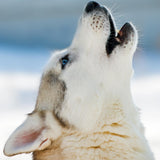 Close-up of a white and grey wolf with striking blue eyes, head tilted back in a howl. This image relates to wolf power animal connections. The background is bright white and pale blue.