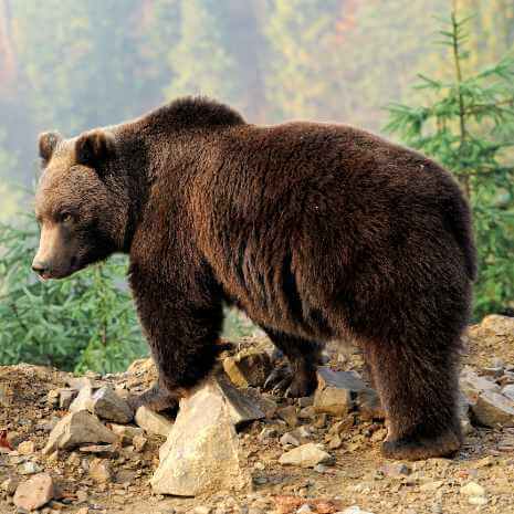 Bear Power Animal Connections Maintenance Attunement
