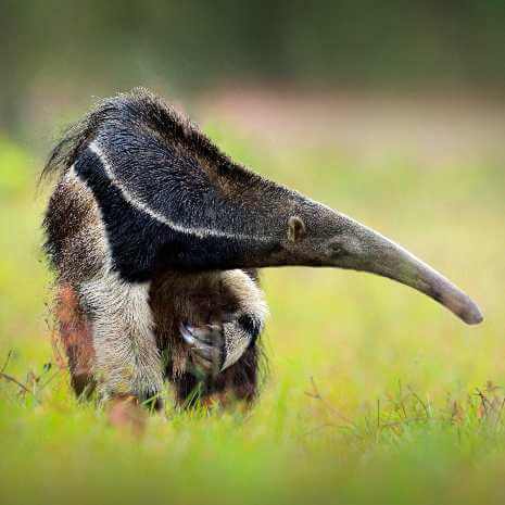 Dynamic Anteater Power Animal Connections Maintenance Attunement