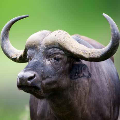 Dynamic Buffalo Power Animal Connections Maintenance Attunement