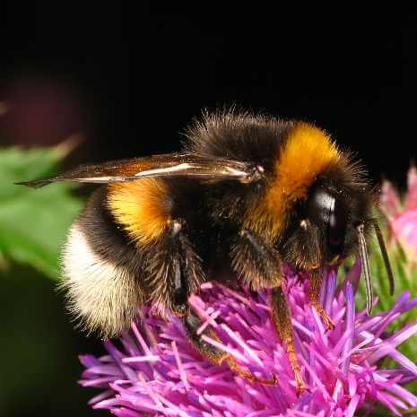 Dynamic Bumblebee Power Animal Connections Maintenance Attunement