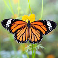 Dynamic Butterfly Power Animal Connections Maintenance Attunement