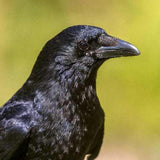 Dynamic Crow Power Animal Connections Maintenance Attunement